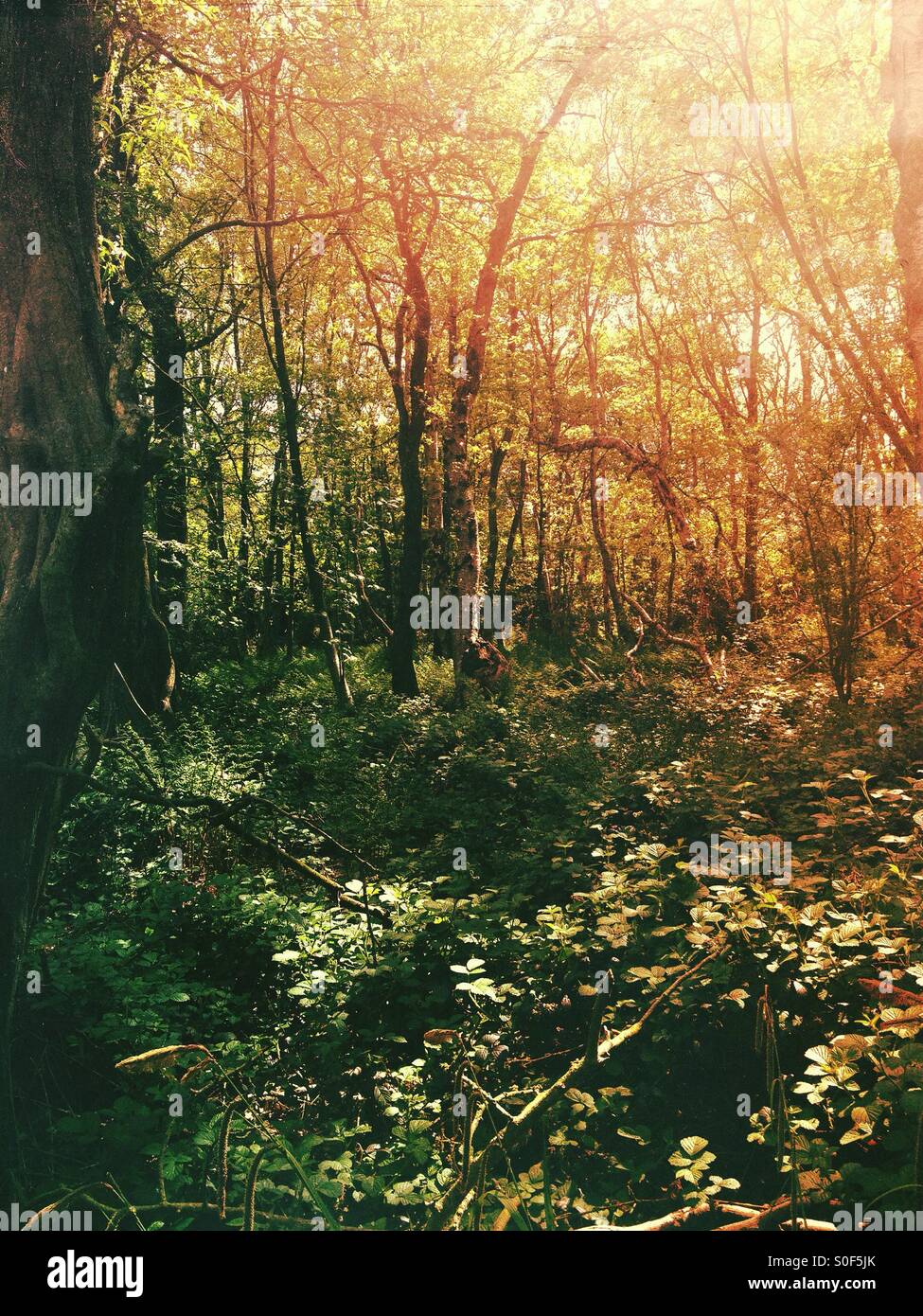 Wald im Sonnenlicht Stockfoto