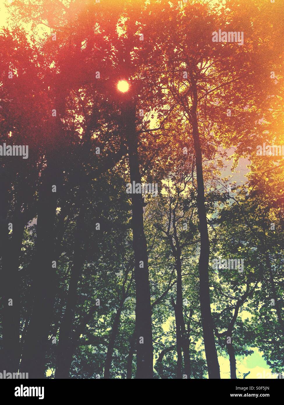 Sonnenlicht durch Wald Bäume Stockfoto