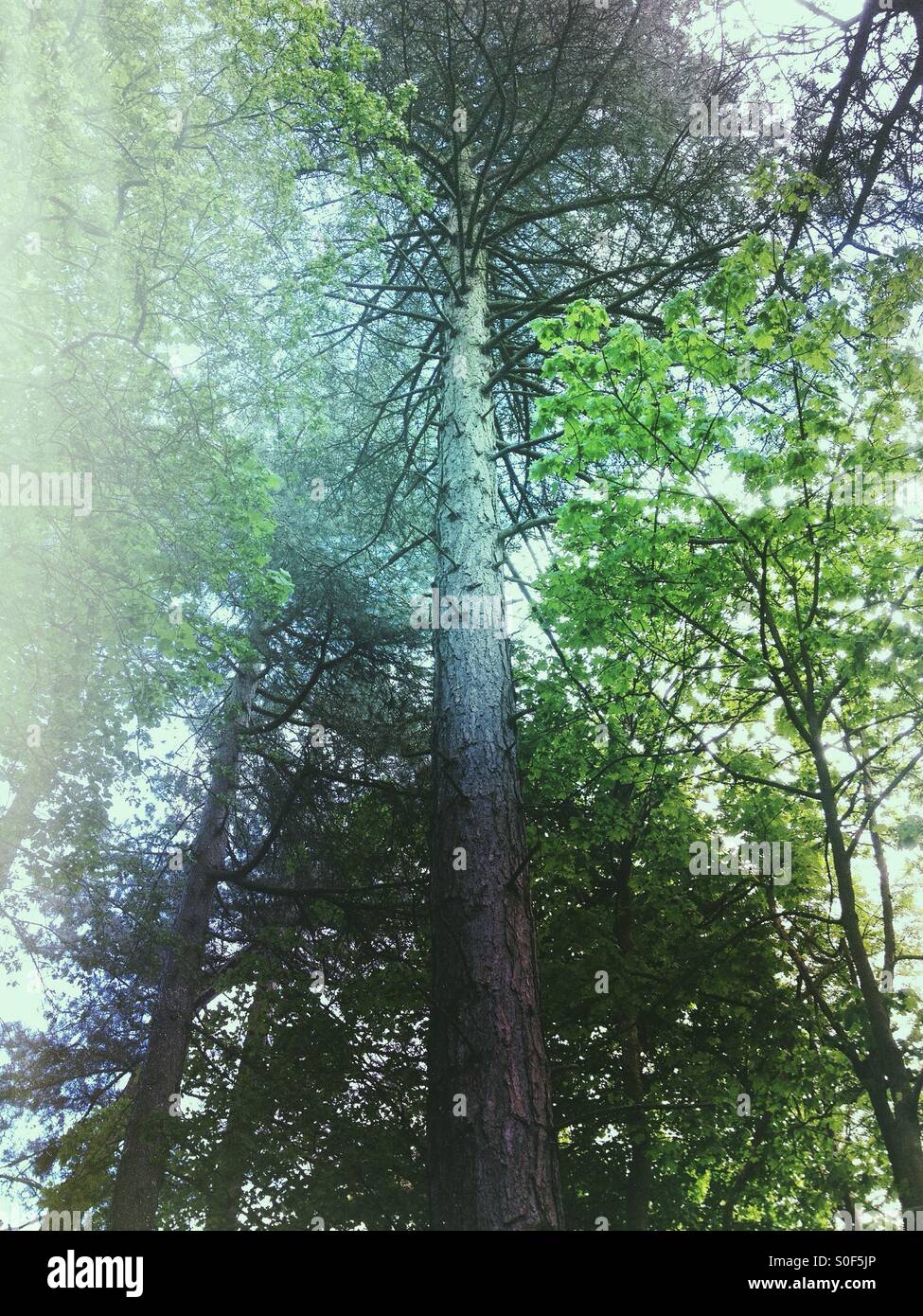 Bäume unter Wald Stockfoto