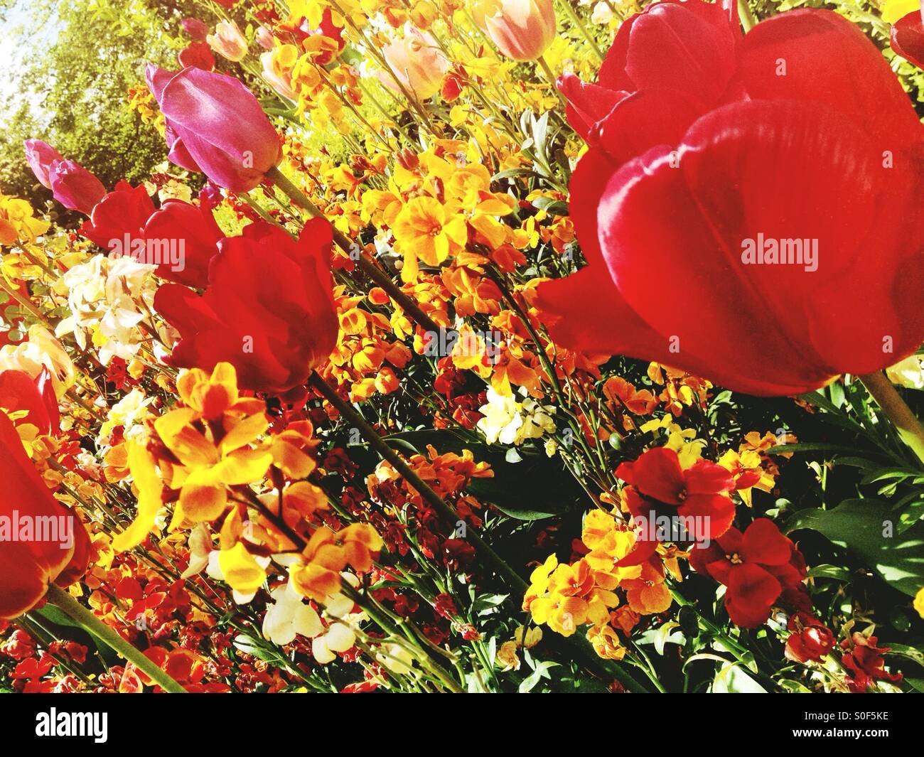 Tulpen in bunten Blumenbeet Stockfoto