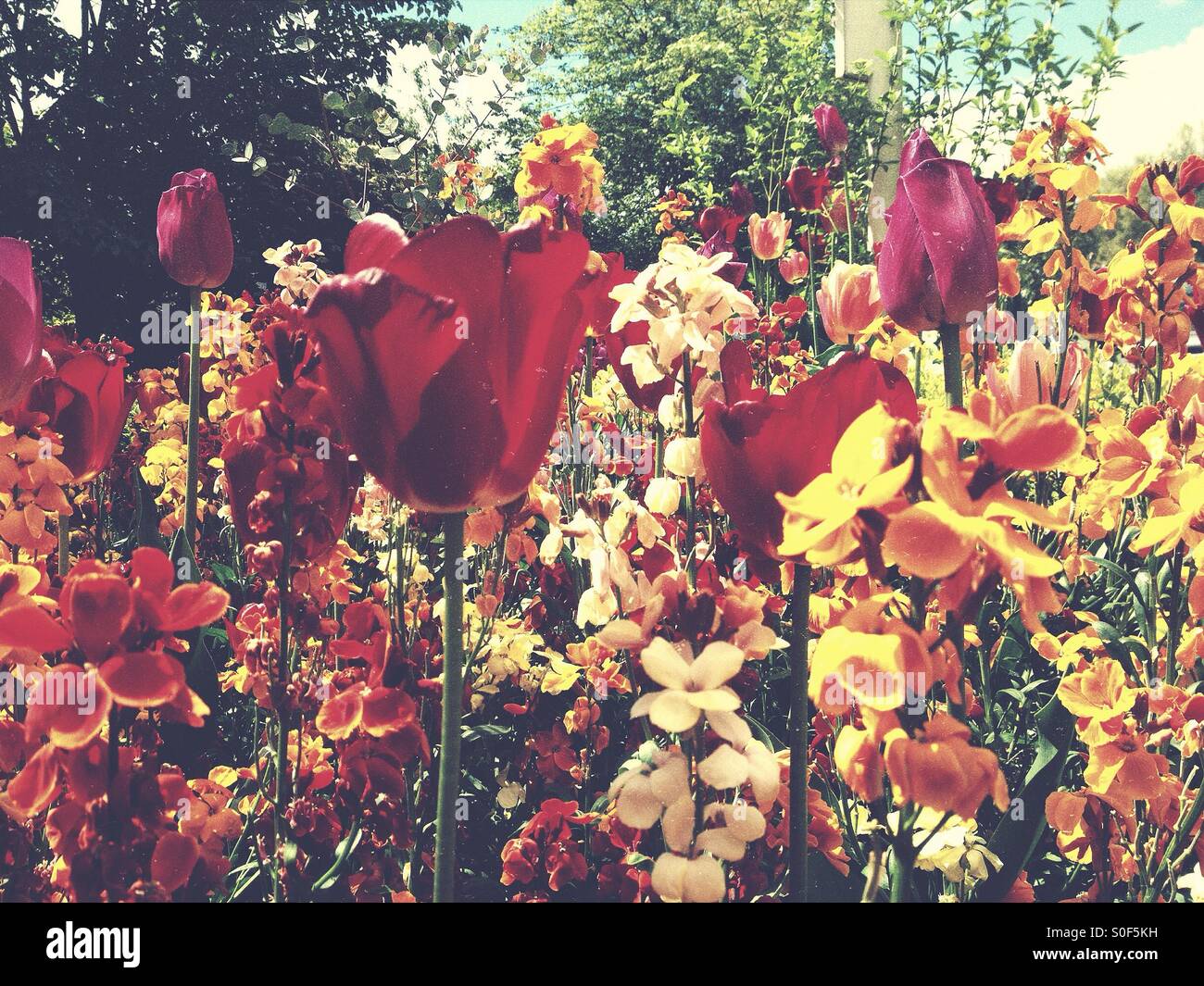 Tulpen in bunten Blumenbeet Stockfoto
