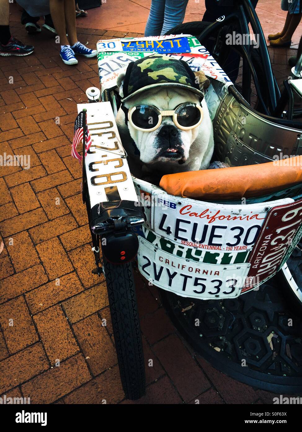 Reisen Sie Hund - Hund in einen Fahrrad-Anhänger - Smartphone-aufgenommenes Stockfoto