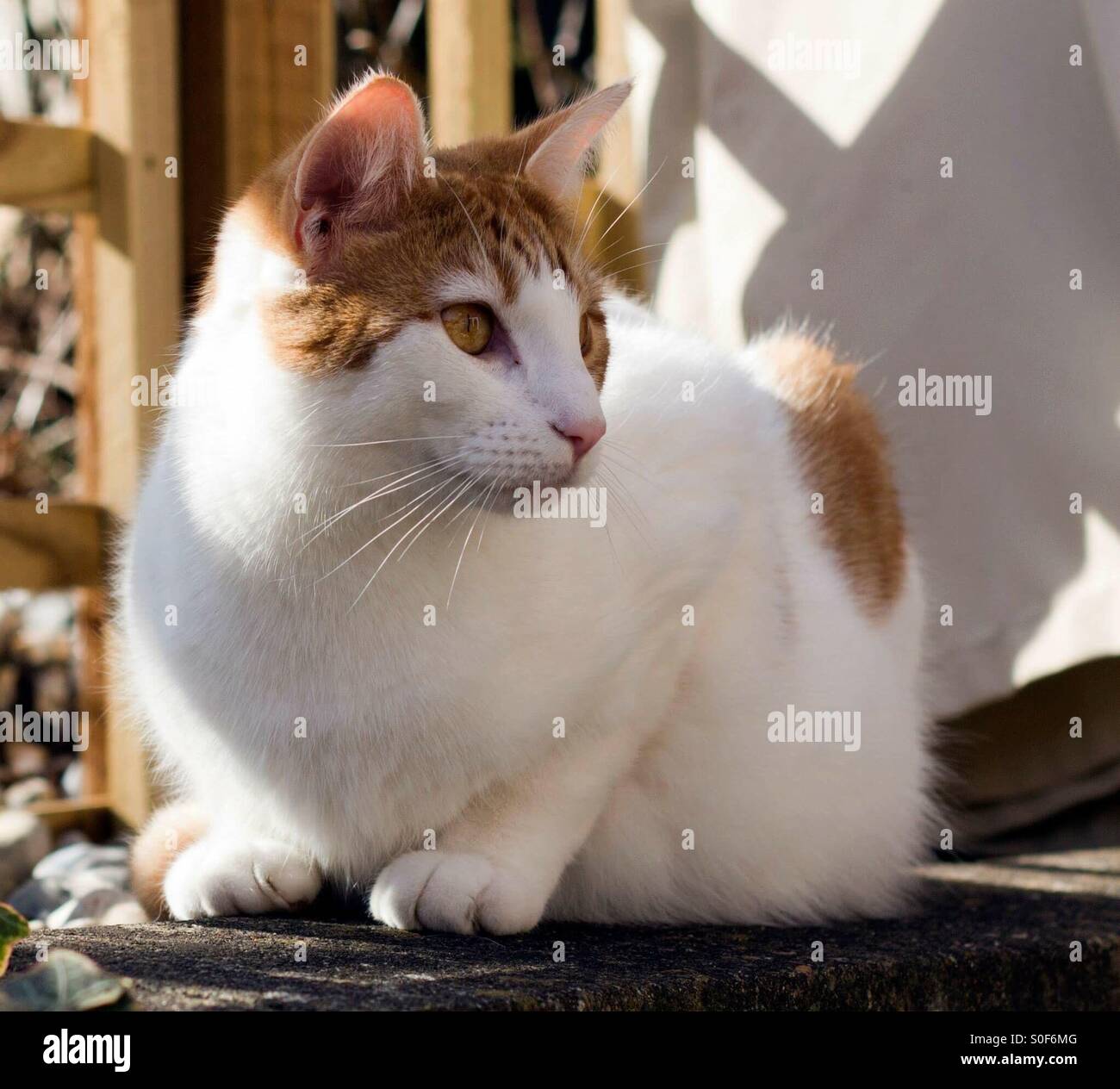 Türkische van Katze sitzt Stockfoto