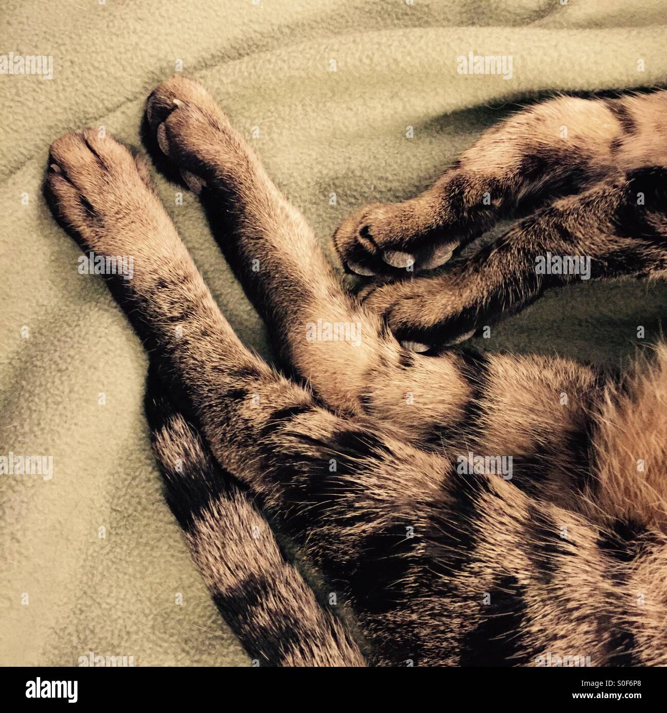 Nahaufnahme, Beine und Schwanz einer Hauskatze tabby - Smartphone-aufgenommenes Stockfoto