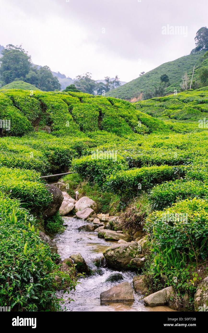 Kleinen Fluss durch Tee-Plantage Stockfoto