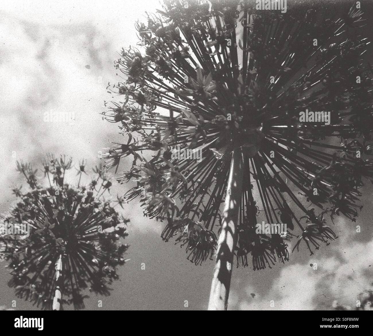 Allium gegen ein bewölkter Himmel in Monochrom Stockfoto