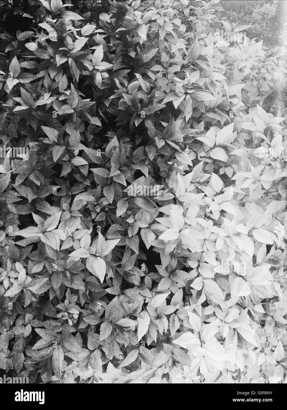 Monochrome Blätter Stockfoto