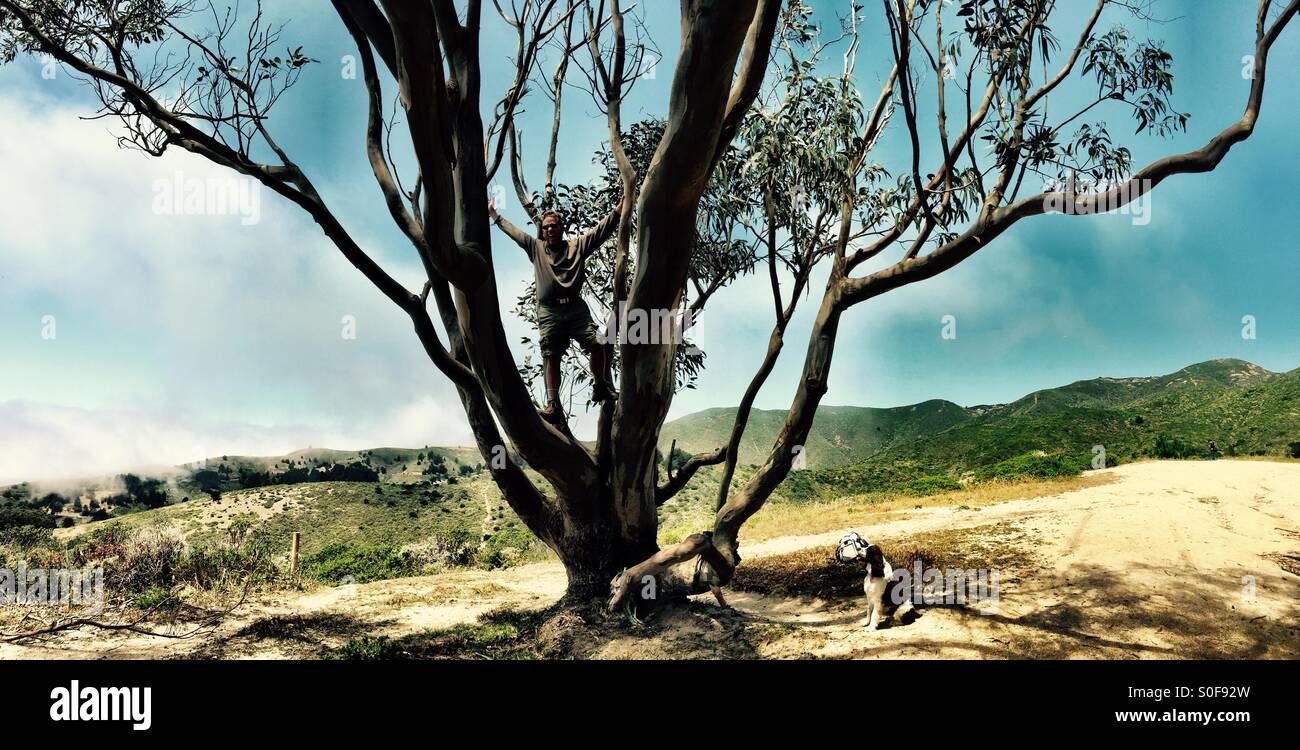 Kletterbaum Eukalyptus auf California coastal Berggipfel, während Hund geduldig sitzt, auf der Suche auf. - Smartphone-aufgenommenes Stockfoto