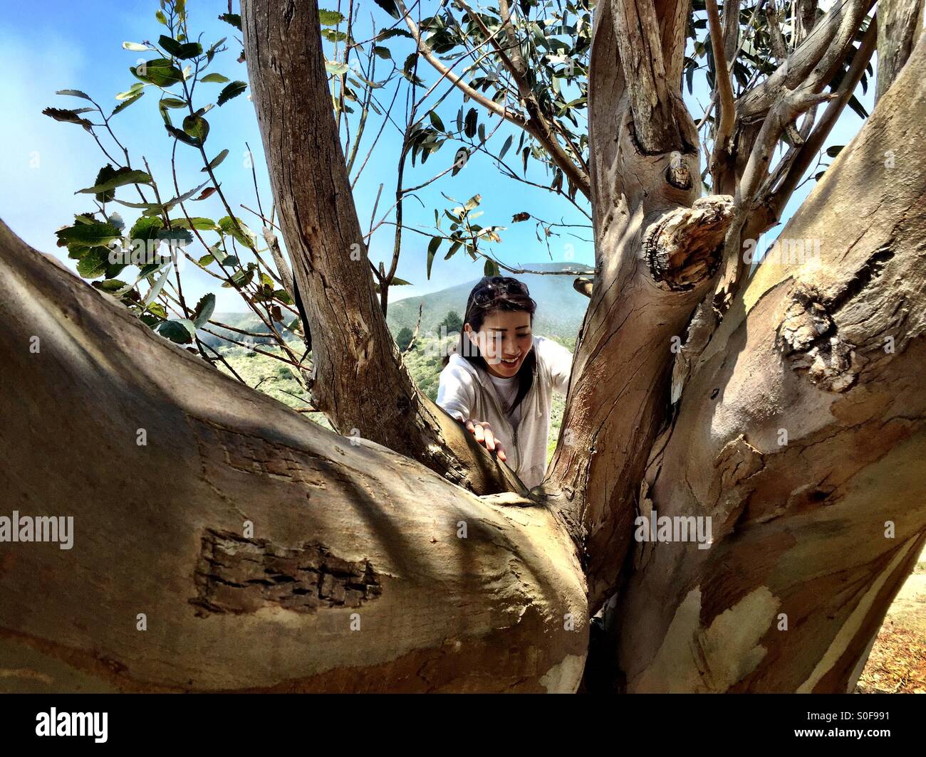 Junge Brünette Frau klettern einen hohen Eukalyptus-Baum in den küstennahen Bergen des McNee Ranch State Park in Nordkalifornien. Stockfoto