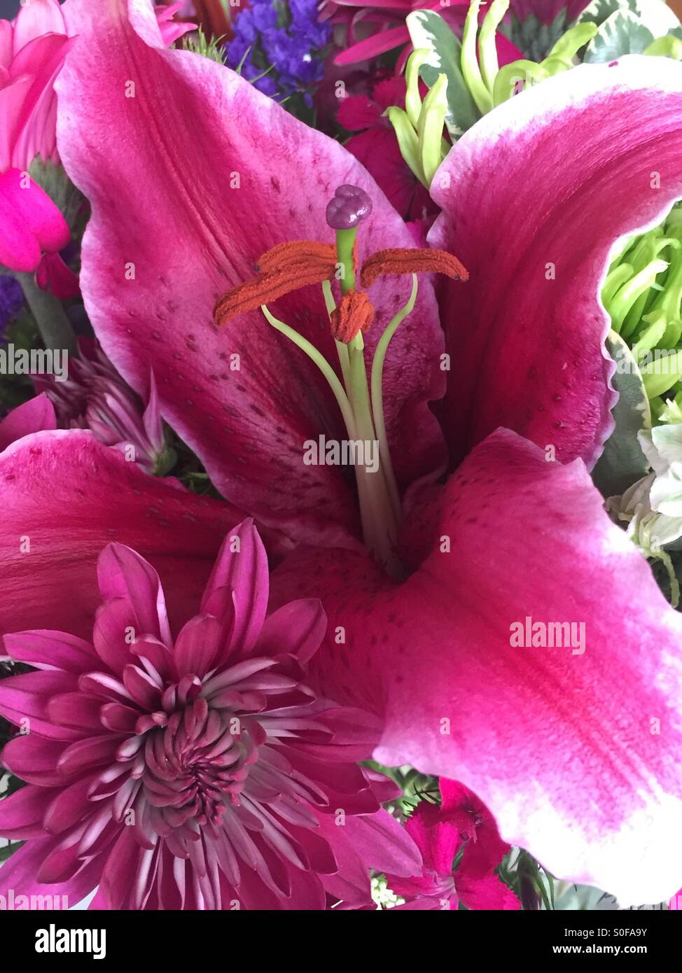 Stargazer Lily Strauß Stockfoto