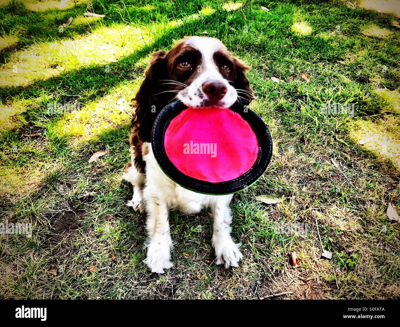 Ist es noch Frisbee-Zeit? - Smartphone-aufgenommenes Stockfoto