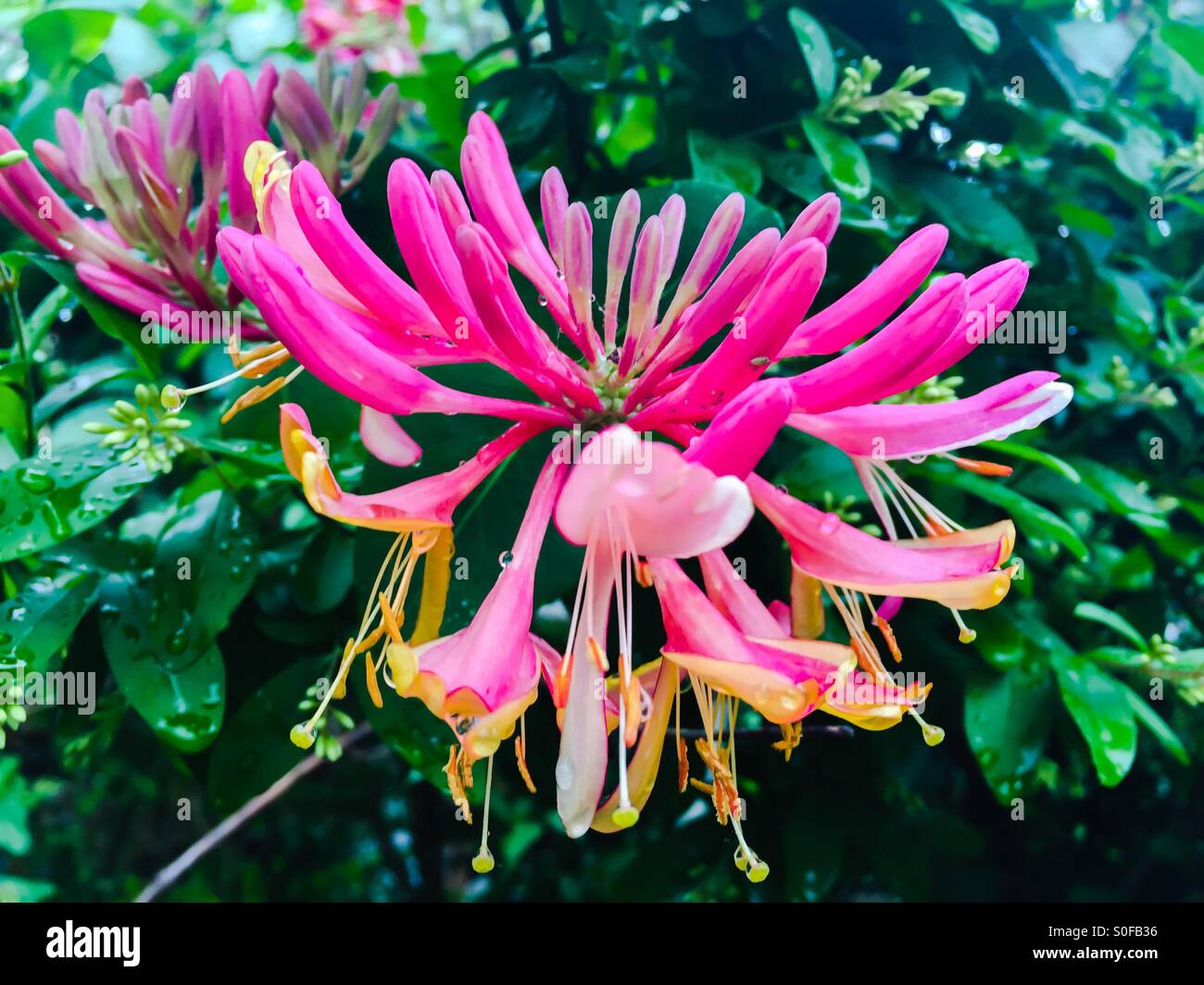 Orangefarbene Honigwange. Lonicera hispidula. Stockfoto