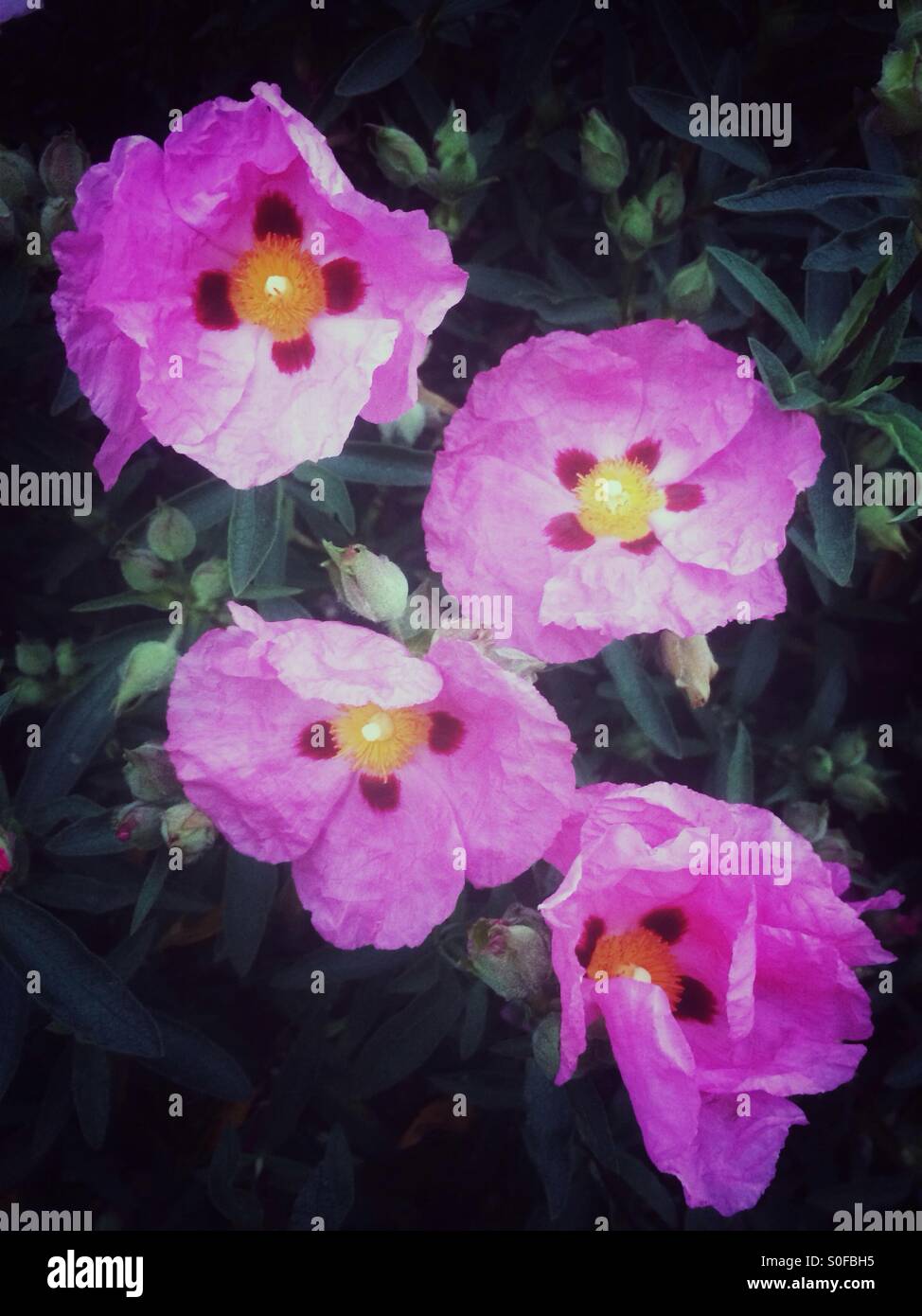 Rosa Blüten im Sommer Stockfoto