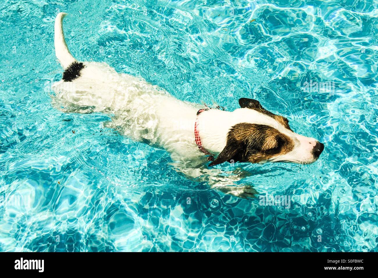 Hund schwimmt durch Wasser im Außenpool - Smartphone-aufgenommenes Stockfoto