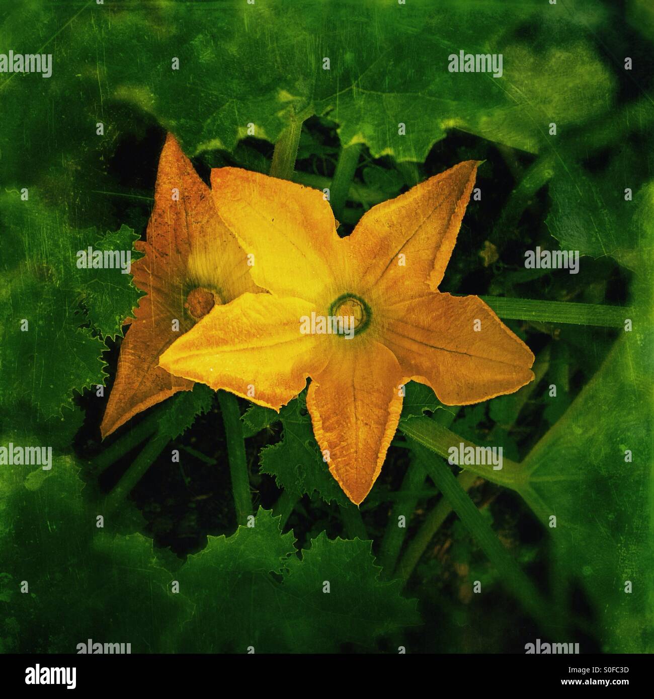 Gelbe Knochenmark Blume Stockfoto