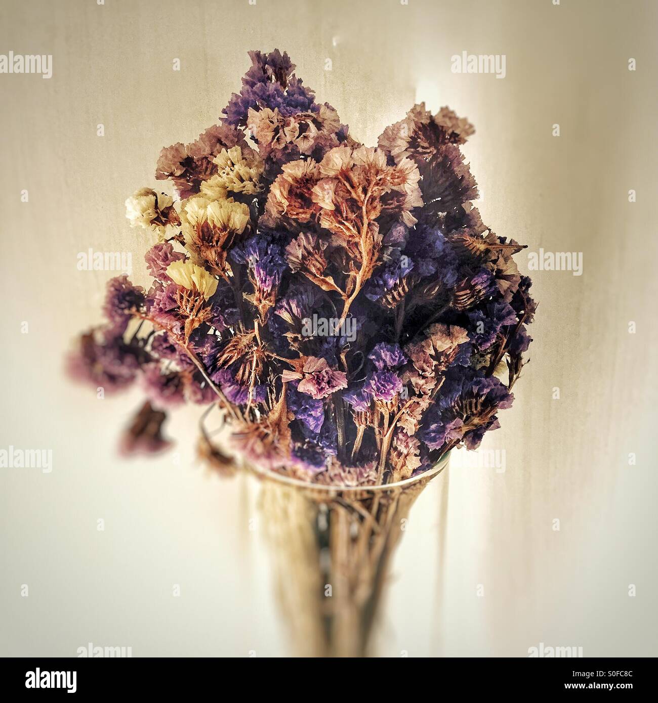 Getrocknete Blumen Stockfoto