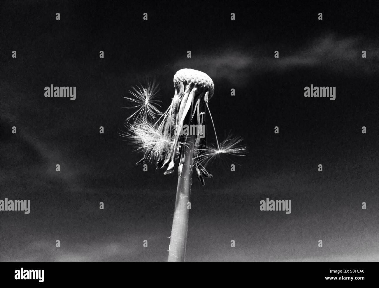 Löwenzahn gegen einen Sommerhimmel in Schwarzweiß konvertiert Stockfoto