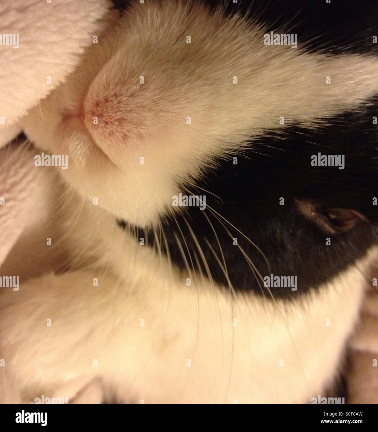 Junge männliche niederländische schläfrig rabbit - Smartphone-aufgenommenes Stockfoto