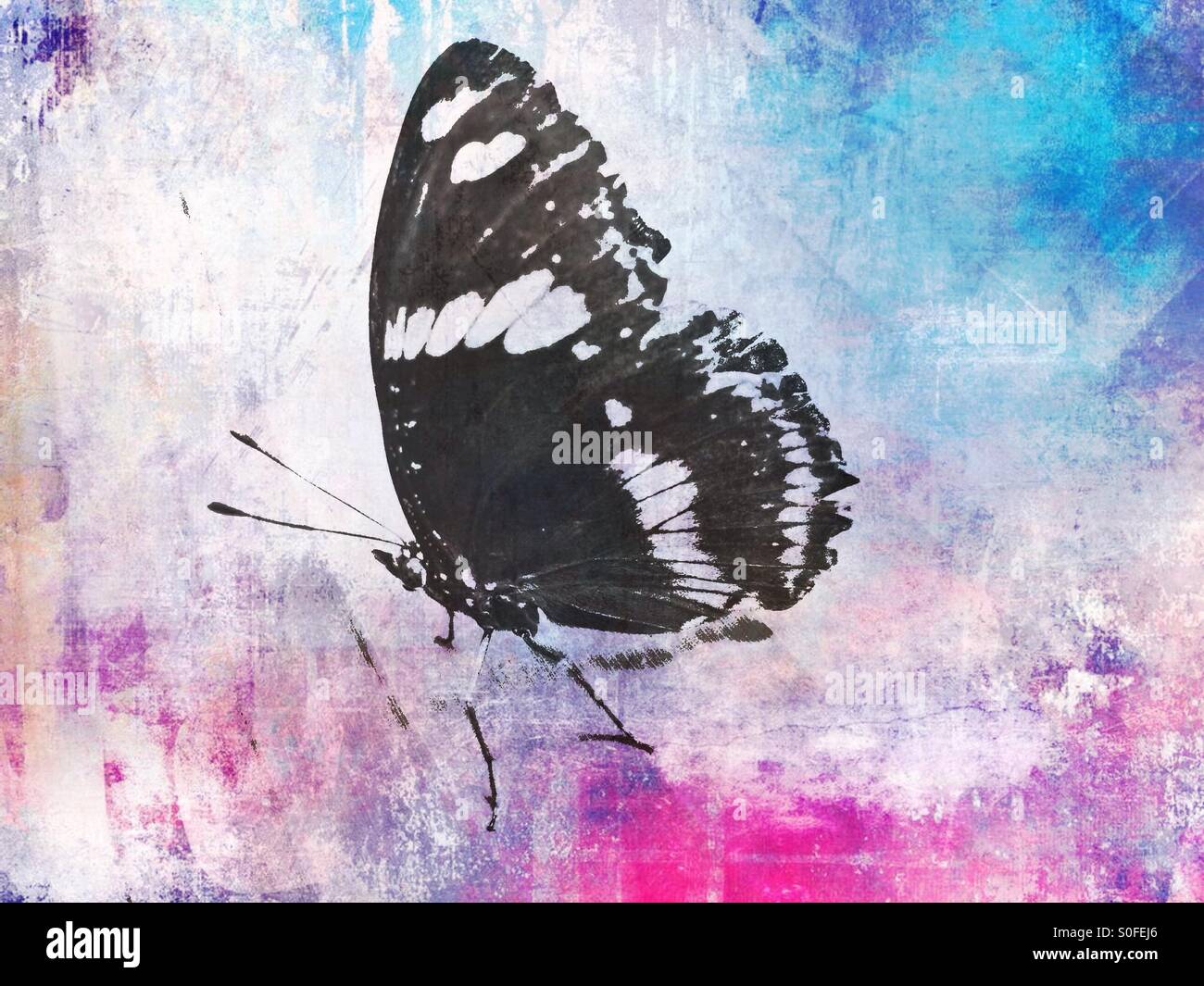 Schmetterling mit Kunst-Effekt Stockfoto