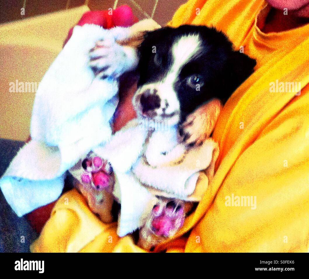 Englisch Springer Spaniel Welpen, 8 Wochen alt, sauber und hübsch nach ihr erstes Bad. - Smartphone-aufgenommenes Stockfoto