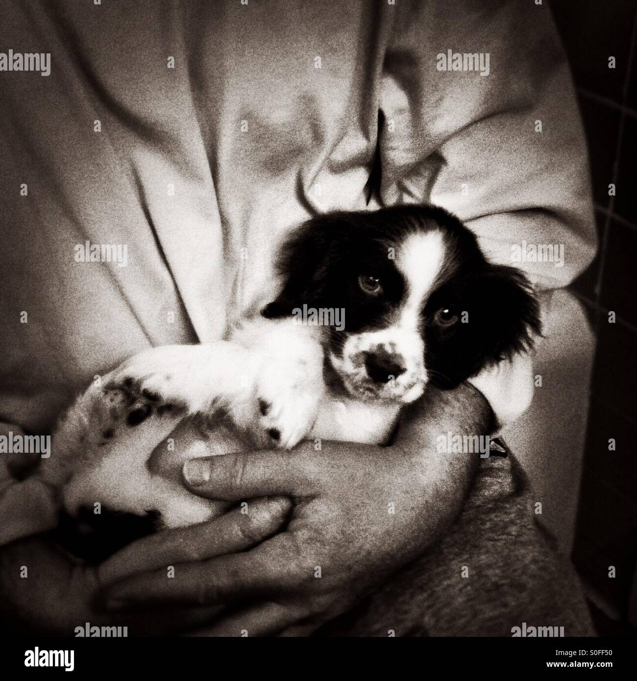 Englisch Springer Spaniel acht Wochen alten Welpen nach einem Bad in zwei starke Hände liebevoll gewiegt. - Smartphone-aufgenommenes Stockfoto
