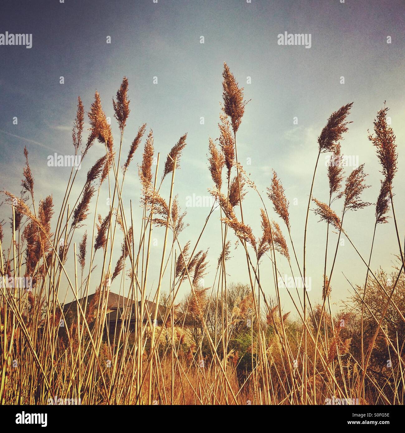 Wild Schilf in einem Feld Stockfoto