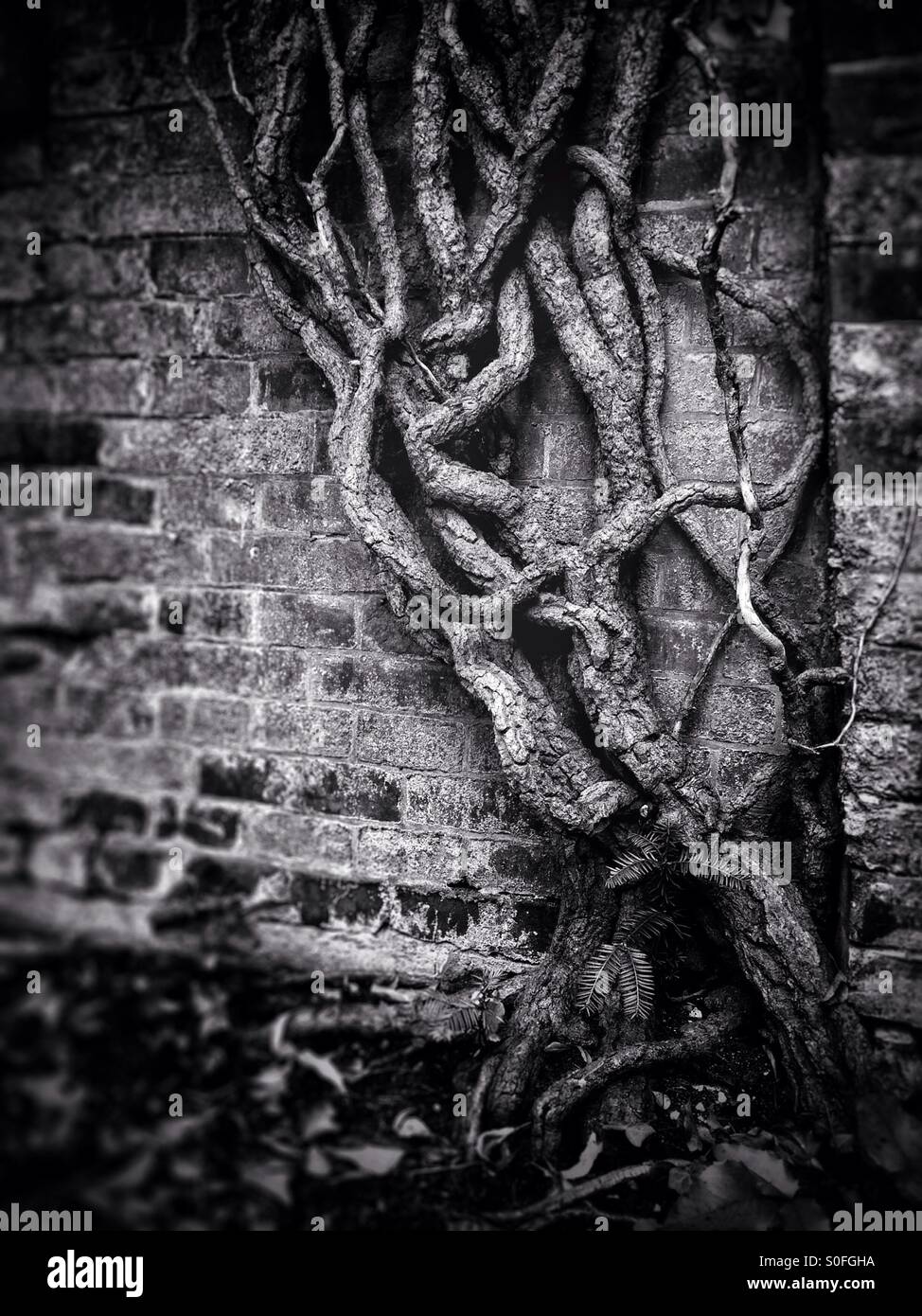 Baum und Mauer Stockfoto