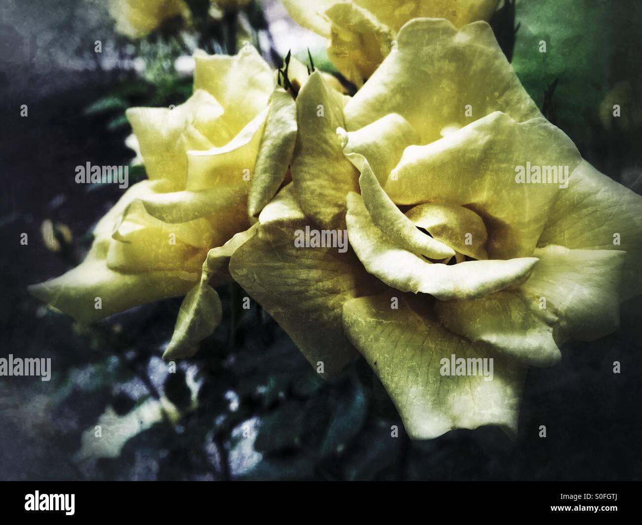 Gelbe Rosen im Garten Stockfoto