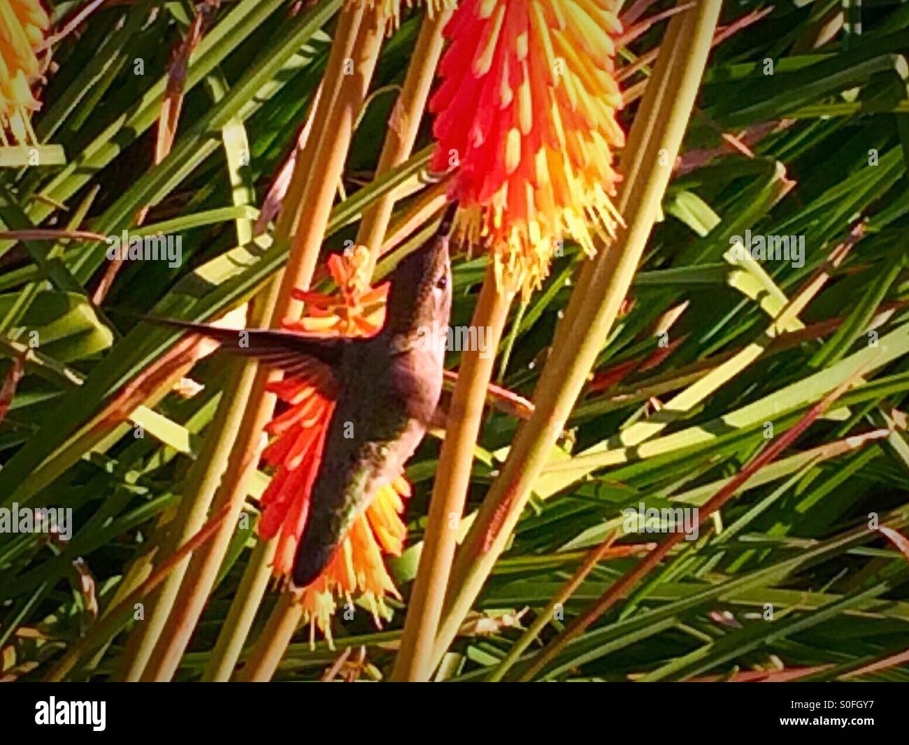 Kolibri im Garten. Stockfoto