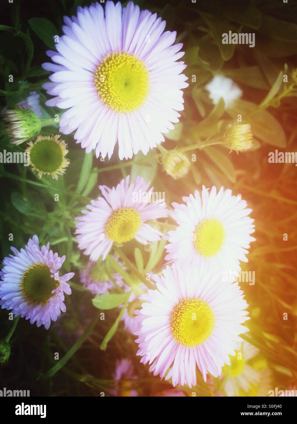 Daisy Blumen im Sommer Stockfoto