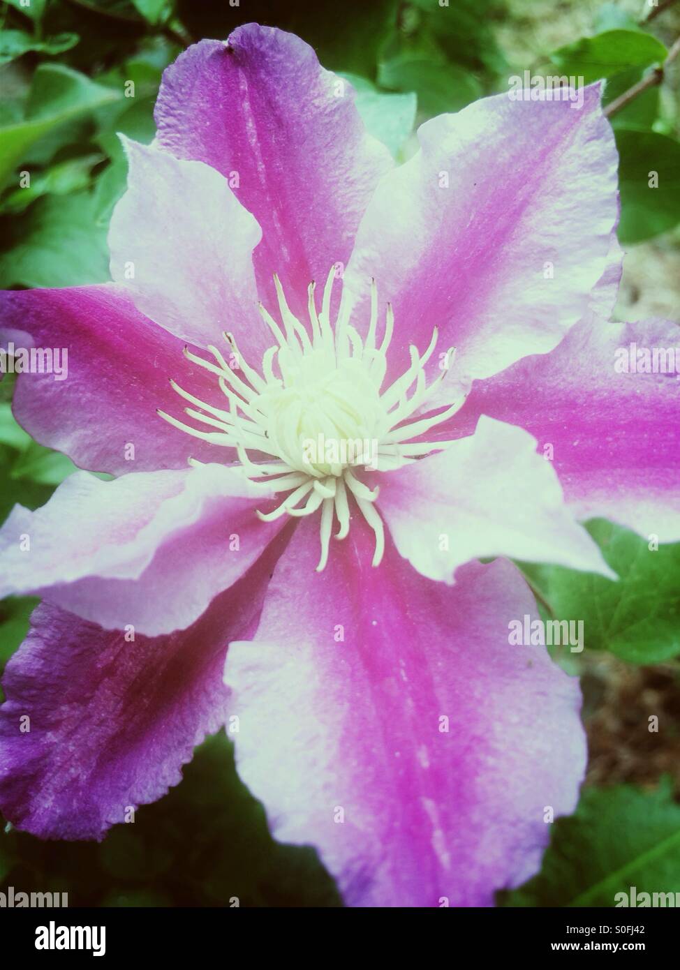 Rosa Clematis Blume Stockfoto