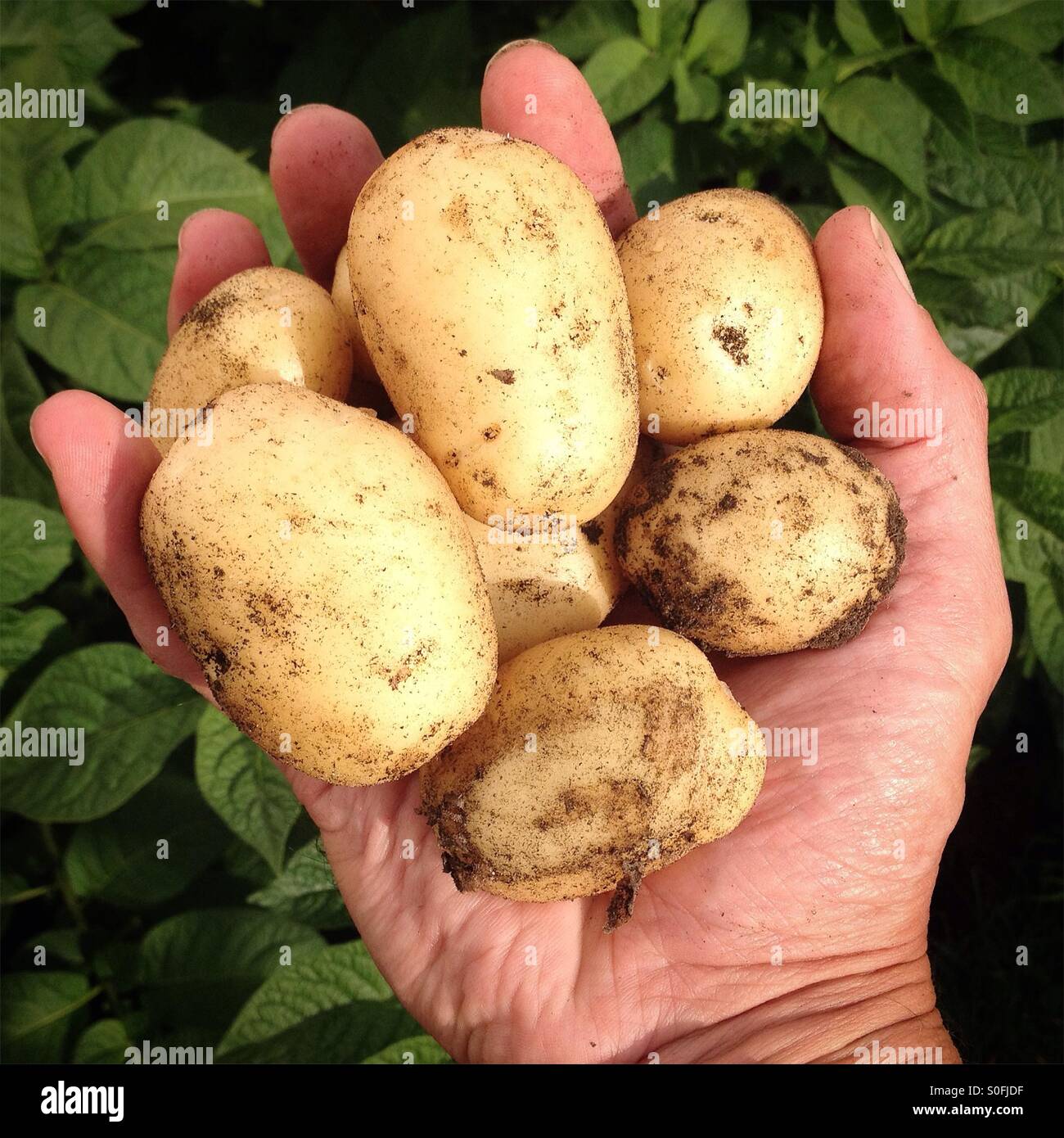 Frisch gegraben Kartoffeln mit Kartoffelpflanzen im Hintergrund Stockfoto