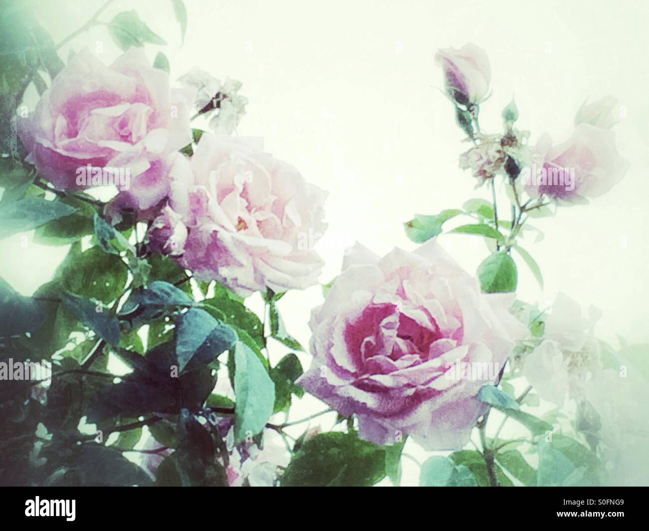 Rosa Rosen-Blumen Stockfoto
