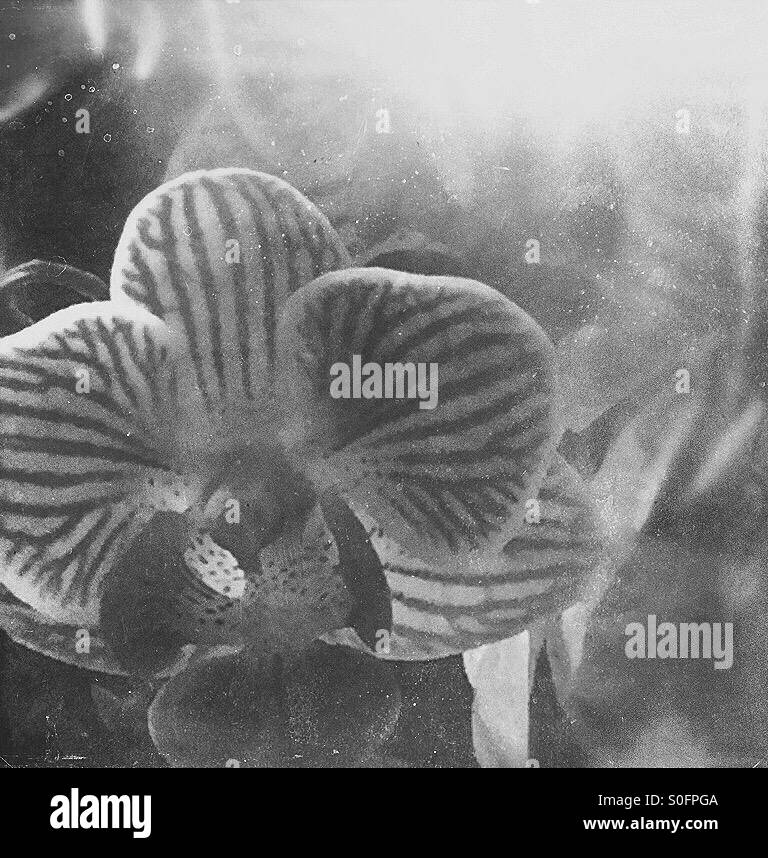 Zwerg-Orchideen - Smartphone-aufgenommenes Stockfoto