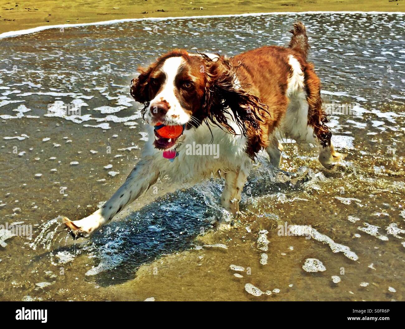 Überschwänglich nassen English Springer Spaniel Mädchen ruft gerne ihren Ball durch den California Beach Shorebreak. San Francisco Bay Area. Juni. HDR. Closeup. Stockfoto