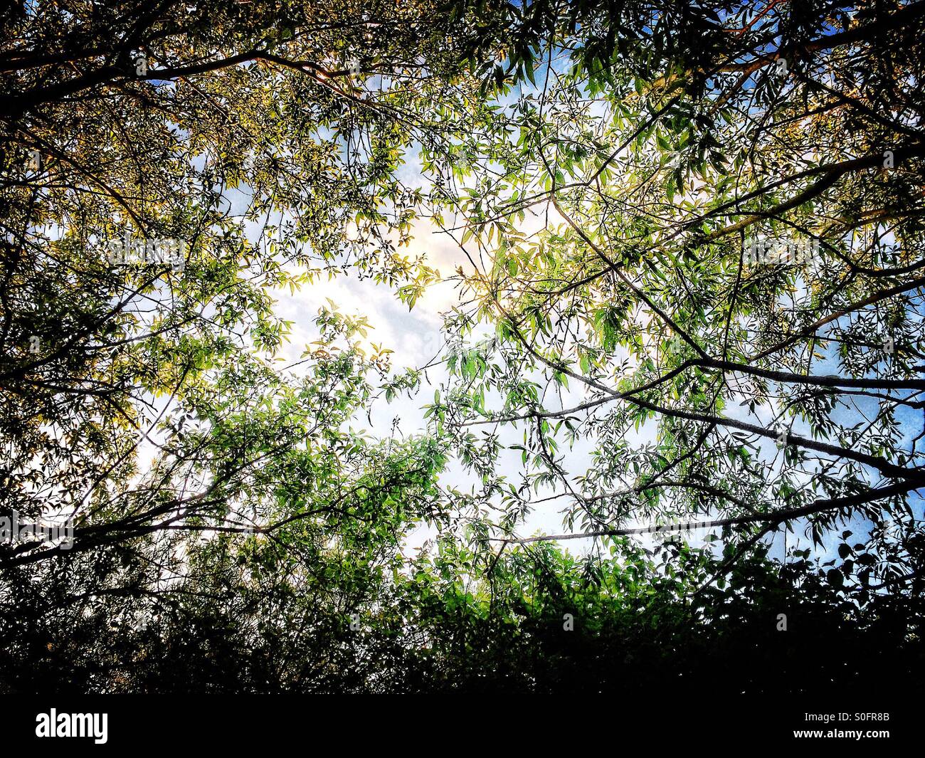 Blick über Bäume aus blauem Himmel und weißen Wolken Stockfoto