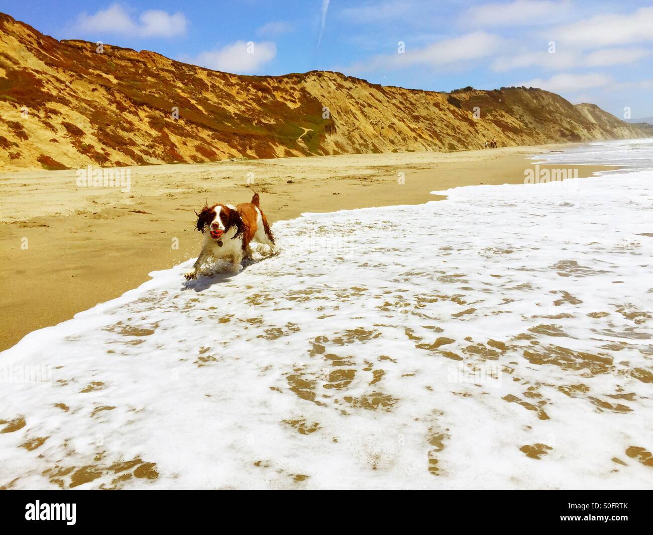 Junge Englisch Springer Spaniel freudig spielen holen inmitten der Shorebreak entlang einer weiten Strand im Sommer. - Smartphone-aufgenommenes Stockfoto