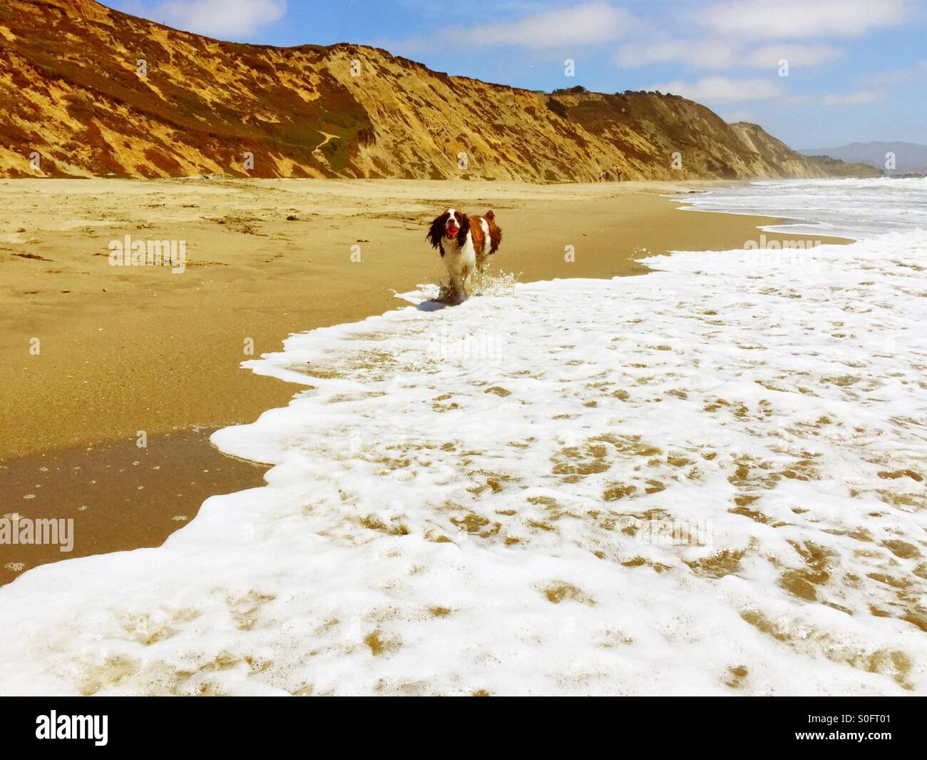 English Springer Spaniel im Galopp triumphierend nach dem Abrufen von ihren Ball vom Ozean Ufer brechen an einem sonnigen Strand California im Juni. Stockfoto
