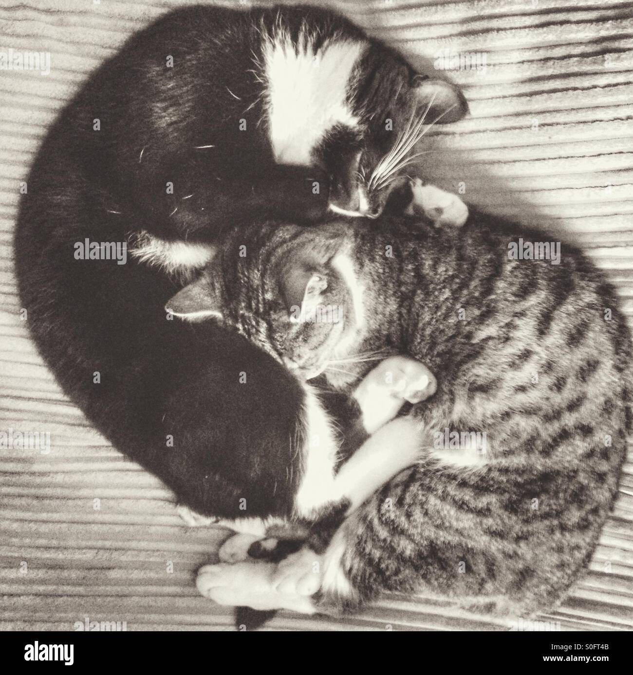 Katzen-Yin und yang Stockfoto