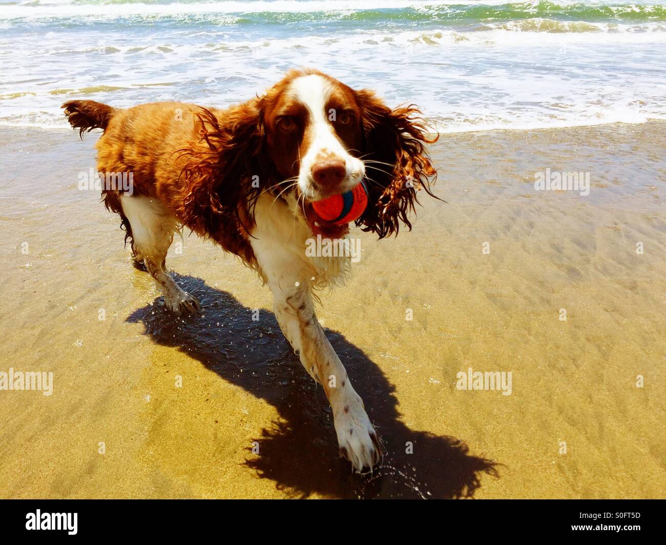 Nass und glücklich English Springer Spaniel ruft ihren Ball aus den Wellen auf einem sonnigen California Beach im Sommer. - Smartphone-aufgenommenes Stockfoto