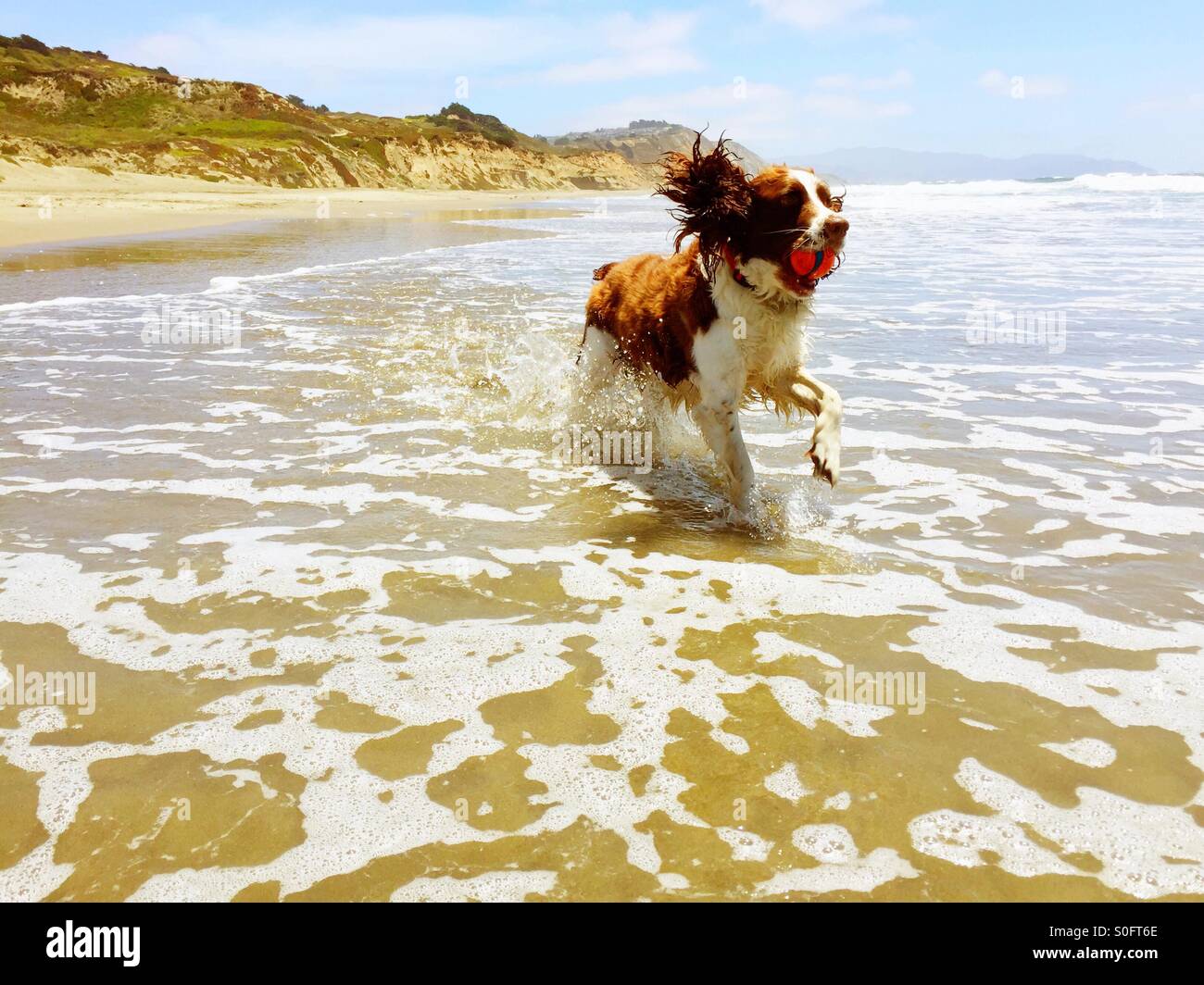 Plantschen im Galopp re Eintrag von ekstatischen English Springer Spaniel zurückkehrenden Ball aus dem sonnigen California Wellen. - Smartphone-aufgenommenes Stockfoto