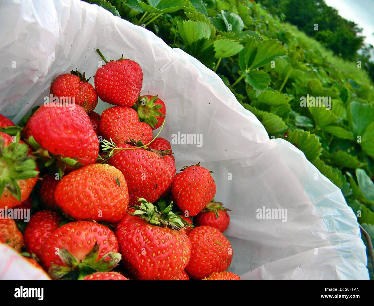 Erdbeeren und so Stockfoto