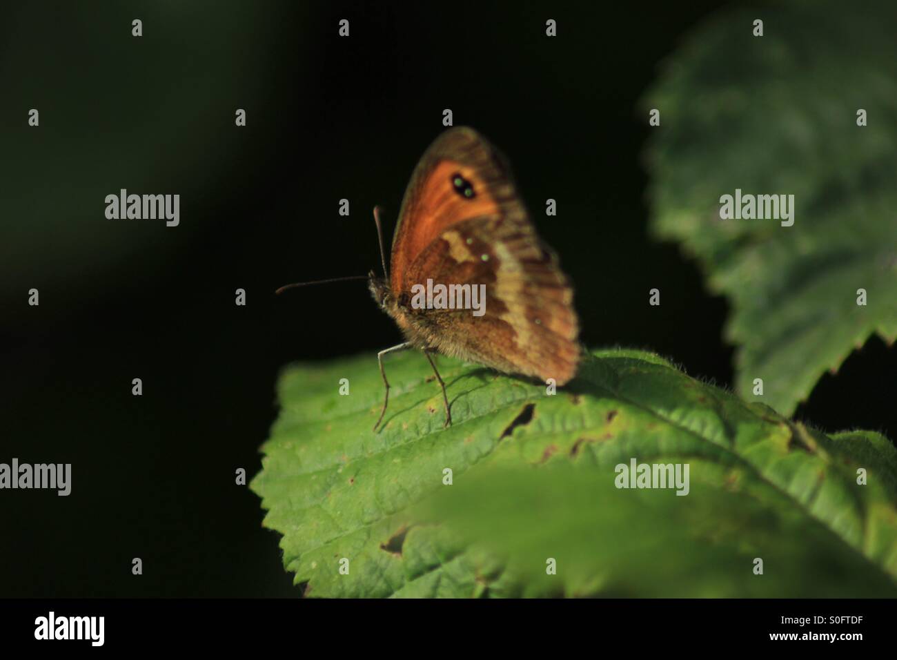 Schmetterling auf Blatt Stockfoto