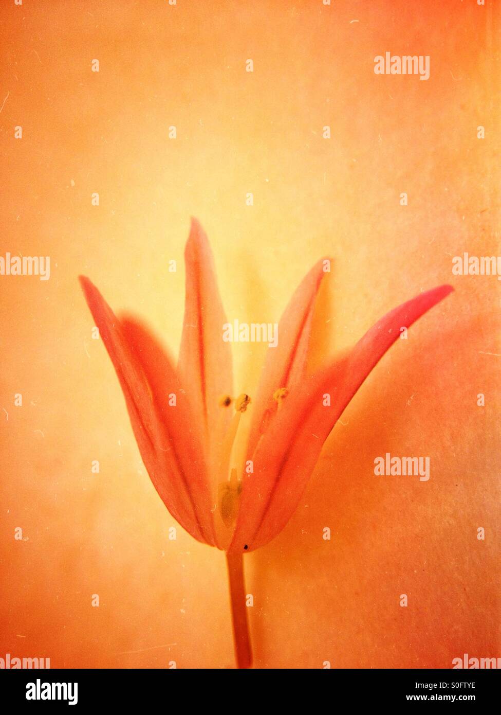Einzelnen Schnittlauch Blume - Smartphone-aufgenommenes Stockfoto