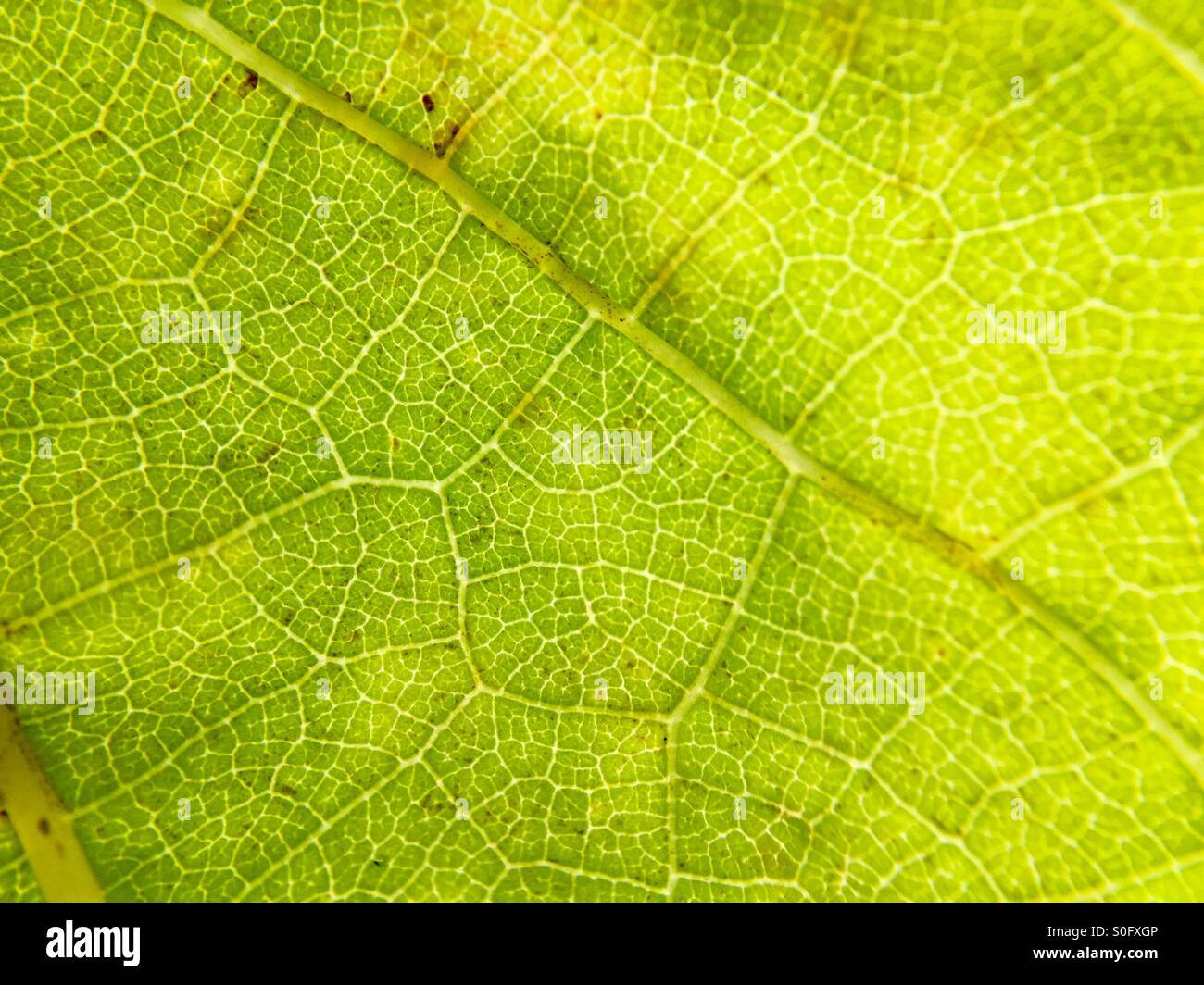 Blatt-Muster-Makro Stockfoto