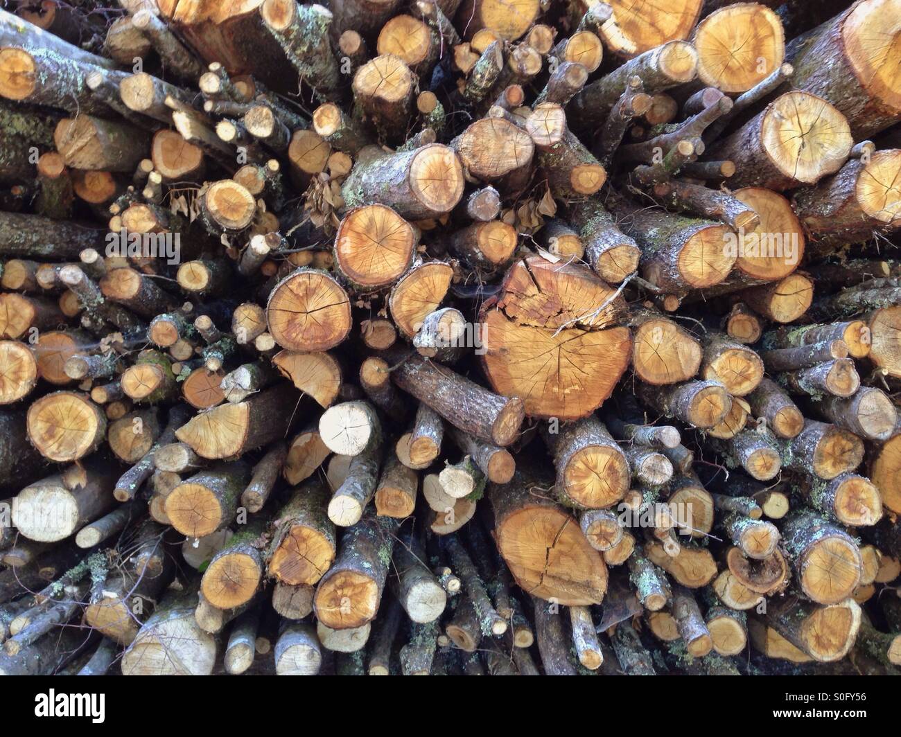 Ein Haufen von Schnittholz. - Smartphone-aufgenommenes Stockfoto