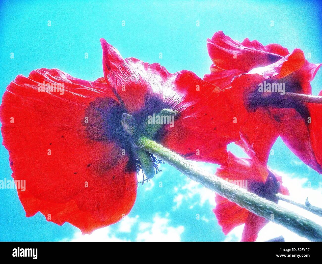 Rote Mohnblumen von unten gesehen - Smartphone-aufgenommenes Stockfoto