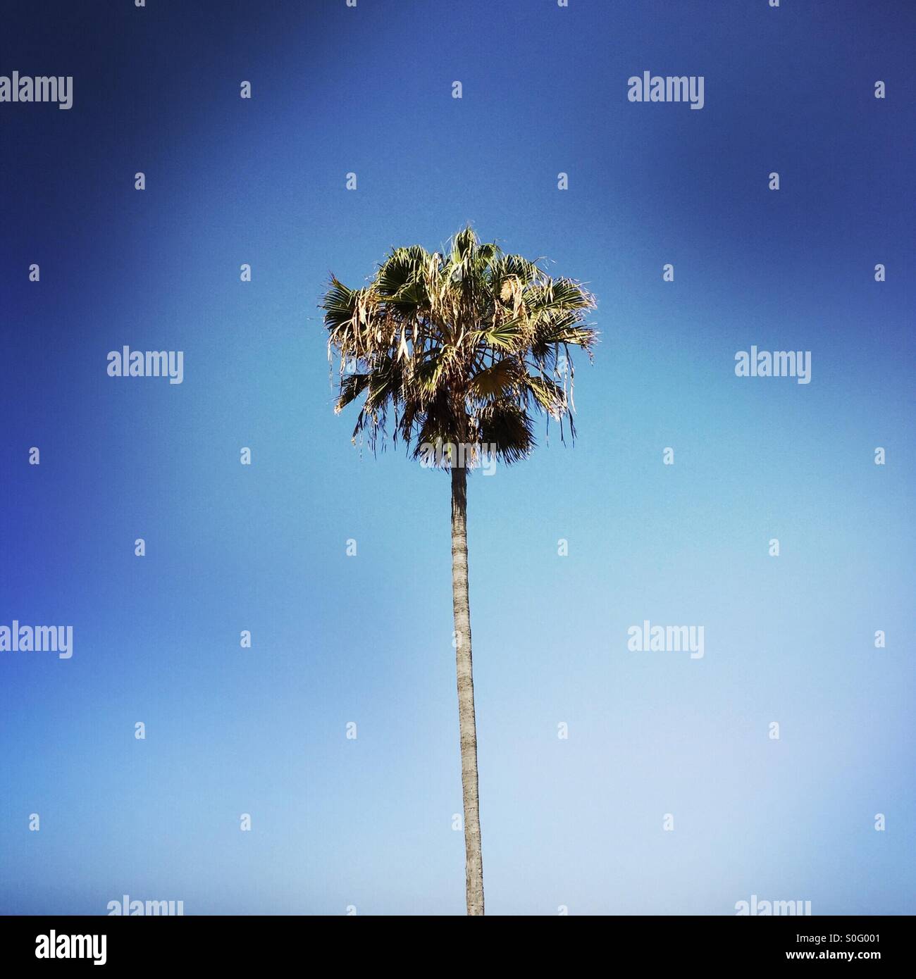 Eine Palme. Stockfoto