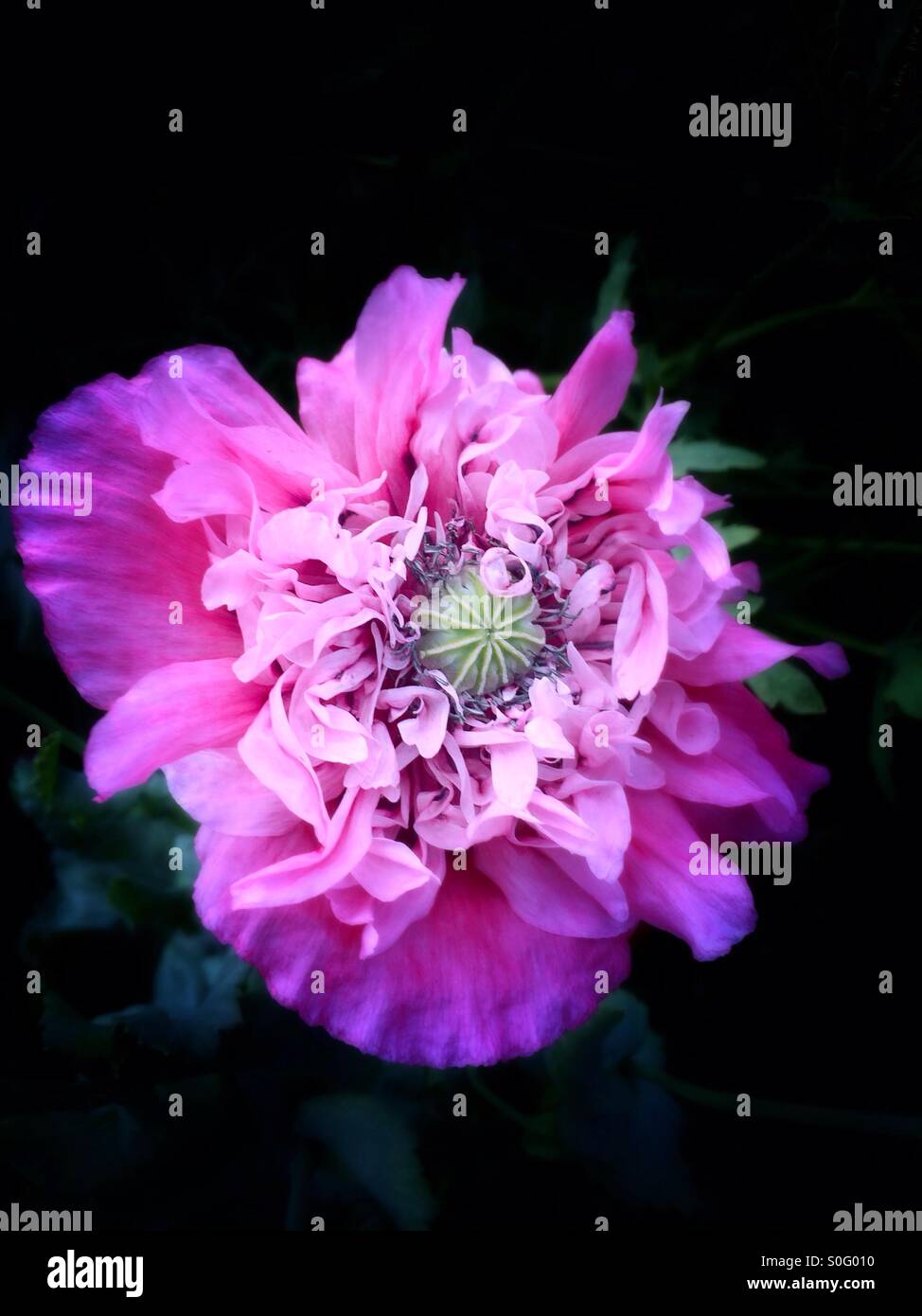 Rosa Mohn Blume Stockfoto