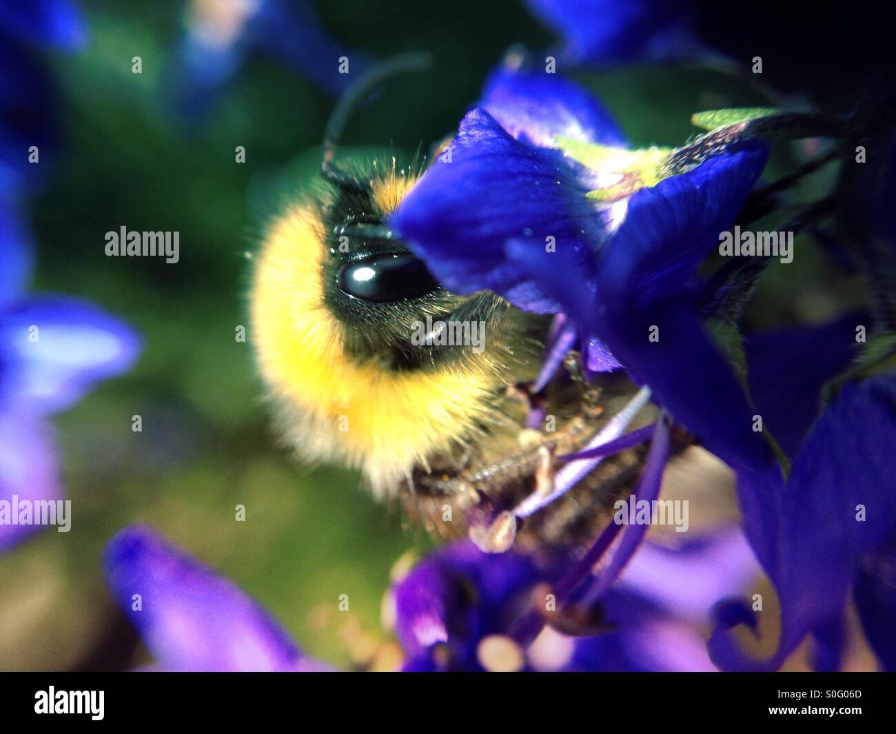 Bienen bestäuben eine Blume - Smartphone-aufgenommenes Stockfoto